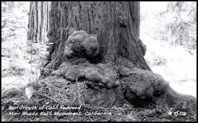 Goldpath: US RPPC, MUIR WOODS, CAL.  _CV15_P1