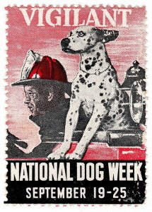 (I.B) US Cinderella : National Dog Week (Dalmatian)