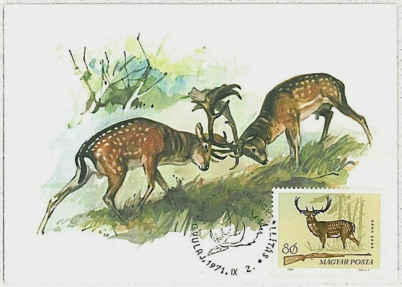 32201 - HUNGARY - POSTAL HISTORY - MAXIMUM CARD  Deer HUNTING FaunaI 1971