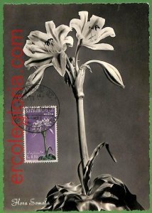 32468 - Somalia - MAXIMUM CARD - 1956 - Flowers-