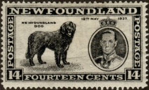 Newfoundland 238 - Mint-H - 14c Newfoundland Dog (1937) (cv $4.25)
