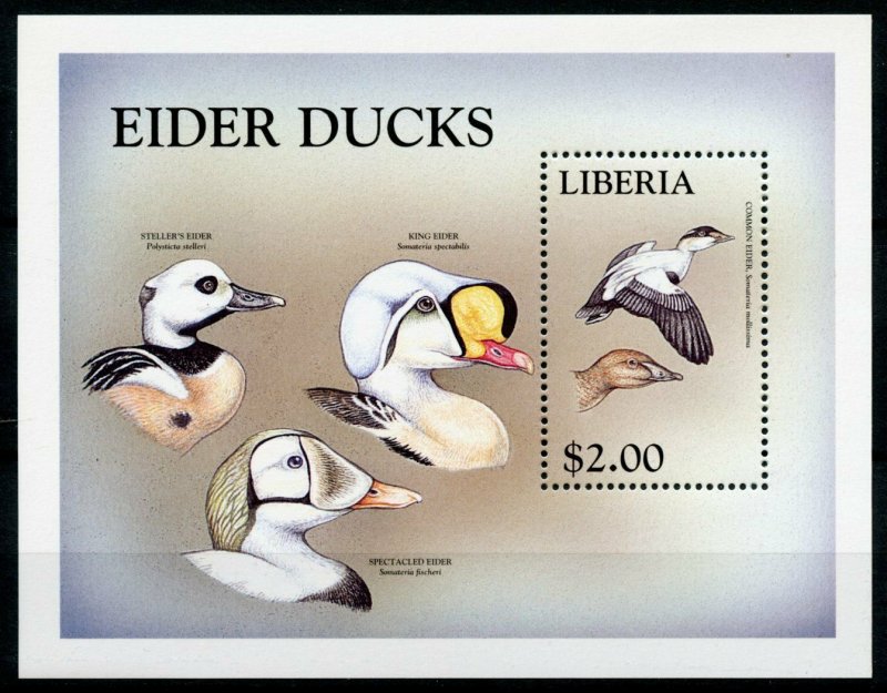 Liberia Birds on Stamps 1999 MNH World of Birds Eider Ducks Eider 1v S/S II