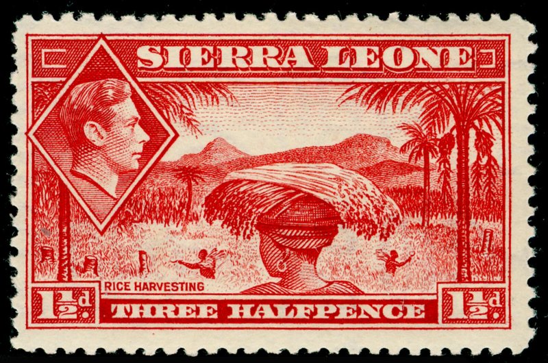 SIERRA LEONE SG190, 1½d scarlet, VLH MINT. Cat £20. 