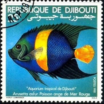 Tropical Fish, Angel Fish, Djibouti stamp SC#521 used