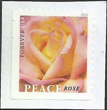 # 5280 Used Peace Rose