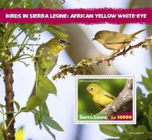 Sierra Leone - 2020 African Yellow White-eye - Stamp Souvenir Sheet - SRL200631b