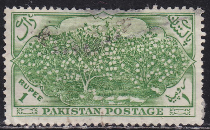 Pakistan 71 Cotton Plantation 1954