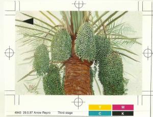 SHH Bahrain  Proof Phone cards Date Palm 5 cards very rare -