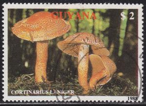 Guyana 2010b  Cortinarius Laniger 1989