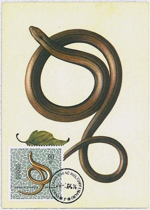 MAXIMU CARD - Fauna REPTILES snake : POLAND 1964  #2