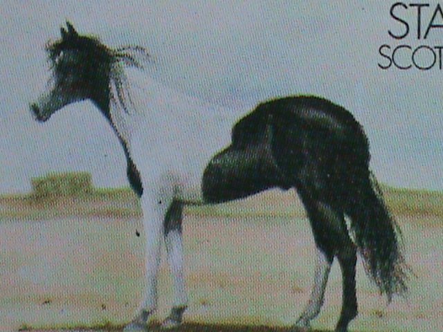 STAFFA-SCOTLAND STAMP:1973- WORLD FAMOUS HORSE MNH SHEET  LAST ONE VF