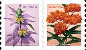 DIE CUT Coil Pair = BUTTERFLY MILKWEED, SPOTTED BEEBALM =wildflowers Canada 2024