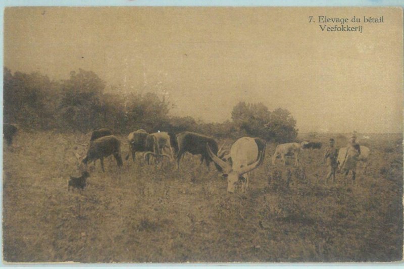 83899 - CONGO BELGE - Postal History -  PICTURE Stationery Card : DOG cattle