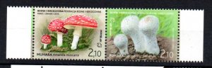 BOSNIA-HERZEGOVINA - MOSTAR - 2010 - MUSHROOMS -