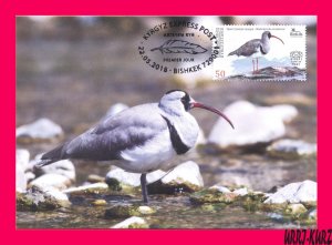 KYRGYZSTAN 2018 Nature Fauna Bird Ibisbill Mi KEP 94 Maxicard Maximum Card