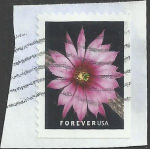 # 5353 Used Cactus Flowers