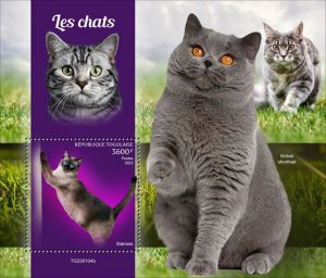 Togo - 2023 Cat Breeds, Siamese - Stamp Souvenir Sheet - TG230104b