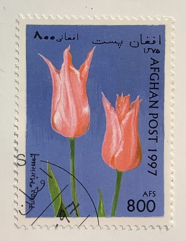 Afghanistan 1997  Mi 1723 CTO -  800afs, tulips, Tulipa Mariette