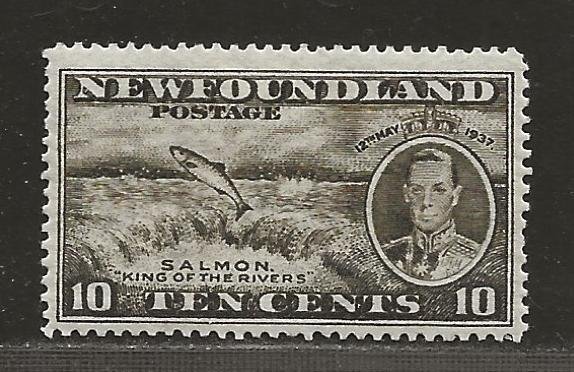 NEWFOUNDLAND  SC# 237   FVF/MLH