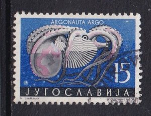 Yugoslavia   #453  used  1956  animals  . marine life  15d paper nautilus