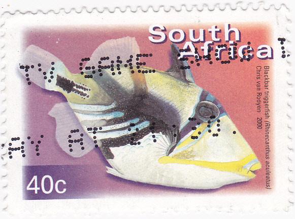 South Africa 2000  Fish Triggerfish  40c used SG 1209