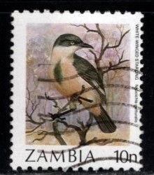 Zambia - #434 White Winged Starling - Used