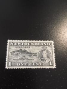 Newfoundland sc 233 MH