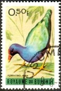 Bird, African Purple Gallinule, Burundi stamp SC#111 used