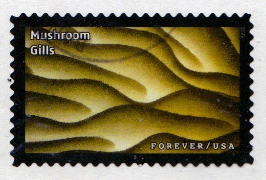 SC# 5802n - 66c - Life Magnified, Mushroom Gills -14 of 20 - Used Off Paper