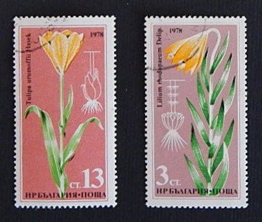 Flowers (R-317)