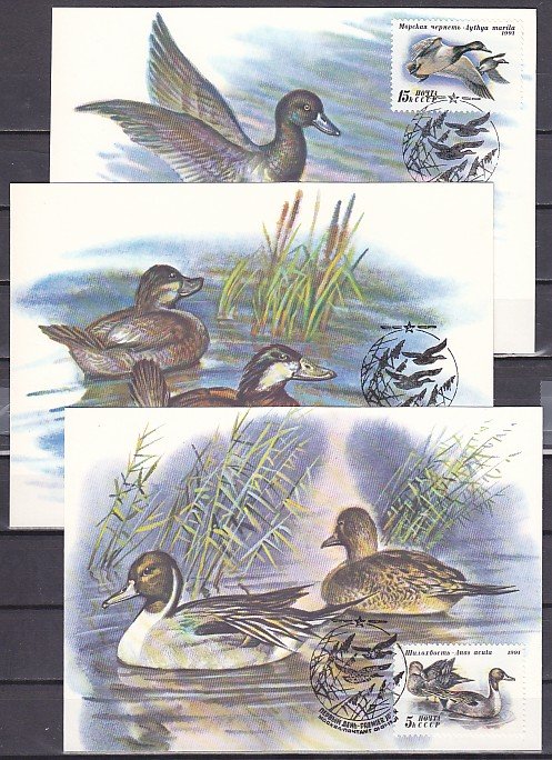 Russia, Scott cat. 6009-6011. Ducks in water issue. 3 Max. Cards.