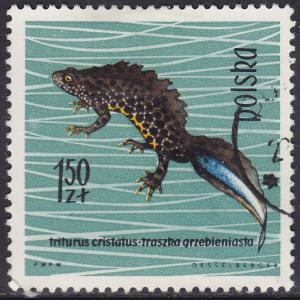 Poland 1141 Crested Newt 1963