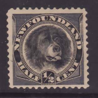 Newfoundland-Sc#58- id20-unused og LH 1/2c black Newfoundland Dog-1894-