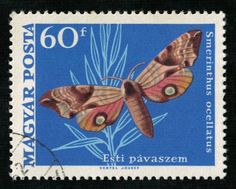 Butterflies, (3408-Т)