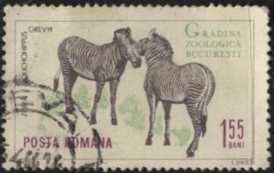 Romania 1683 (postally used) 1.55L Bucarest Zoo: Grevy’s zebras (1964)