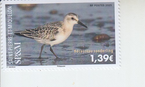 2025 St Pierre & Miquelon Sanderling  Scott (NA) MNH