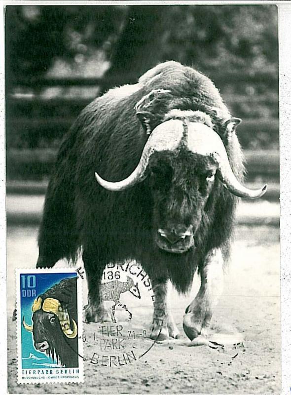 MAXIMUM CARD - POSTAL HISTORY - DDR: Buffalos, Fauna, 1971