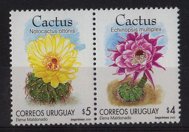 flower plants cacti cactus notocactus ottonis URUGUAY Sc#1870 MNH STAMP