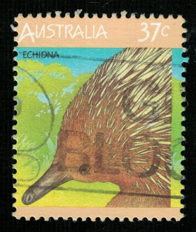 Animal Echidna 37c (Т-5349)