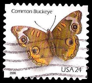 # 4001 USED COMMON BUCKEYE BUTTERFLY