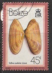 1980 Belize - Sc 481 - used VF - Tellina radiata