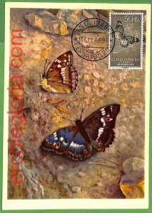 32381 - Spanish Guinea - MAXIMUM CARD - 1959 - Butterflies-