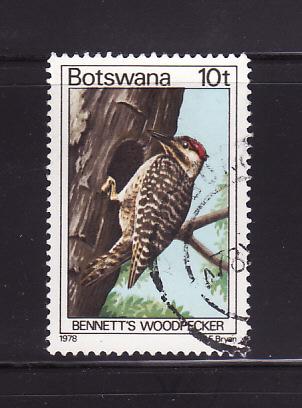 Botswana 204 U Bennett's Woodpecker, Bird (C)