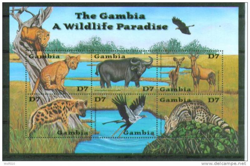 GAMBIA SHEET BIRDS LIONS HYENA BUFFALOES GAZELLES WILDLIFE