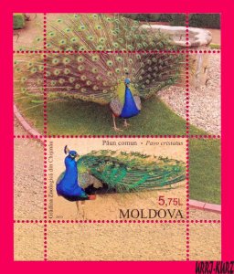 MOLDOVA 2013 Nature Fauna ZOO Birds Royal Peacock s-s Sc788 Mi Bl.64(833) MNH