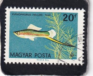 Hungary    #    1437     used