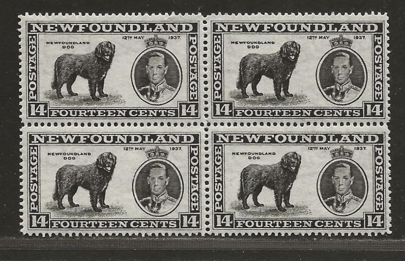 NEWFOUNDLAND  SC# 238  BLK/4  VF/MNH