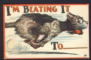 POSTAL HISTORY - Cat running racing POSTCARD