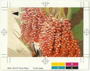 SHH Bahrain  Proof Phone cards Date Palm 5 cards very rare -