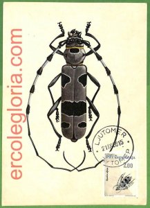 32534 - YUGOSLAVIA - MAXIMUM CARD - 1966 - INSECTS-